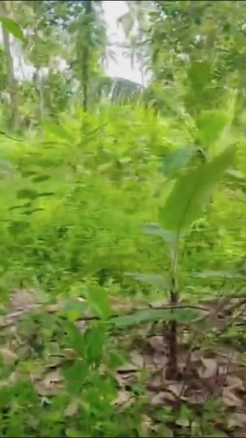 10 Cent Residential Land for Sale in Kayantikkara, Elookkara