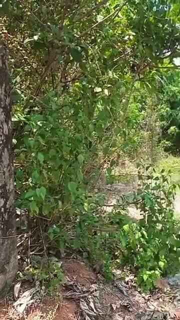 Land for Sale – 3 Plots Available in Ambazhakkad