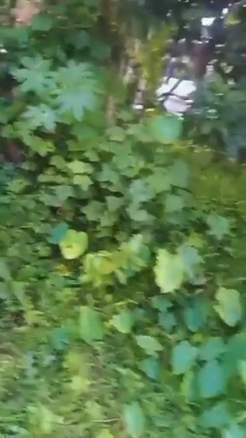 3.5 Cents of Land for Sale in Thalassery, Baveli Road, Manantheri